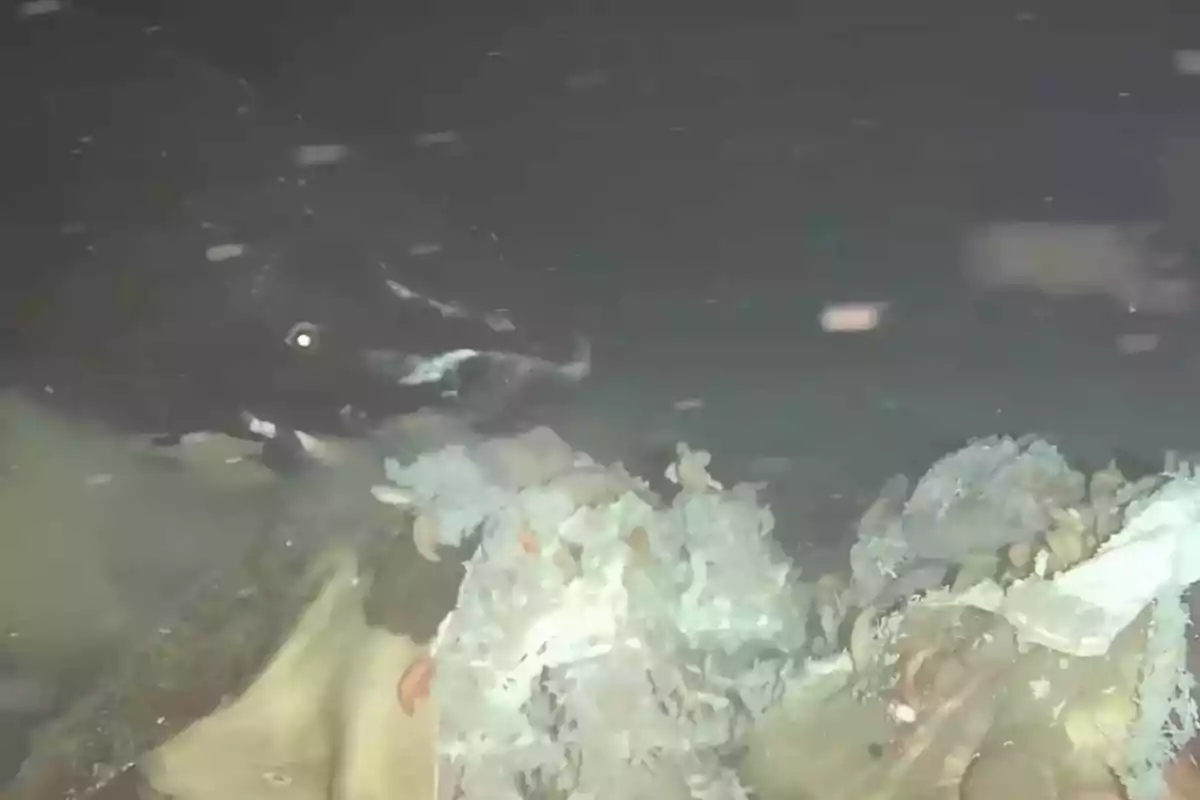 A shark in deep waters approaches a whale carcass covered with small marine organisms.
